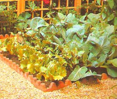 Vegetable Garden Design Plans on Garden Design Vegetable Bed Design Raised Bed Design And Garden